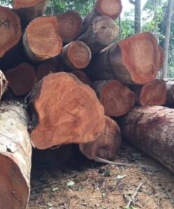 Beli Wood Logs