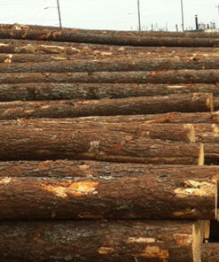 Pine Wood Logs