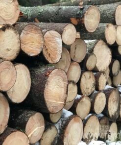 Spruce Wood Logs