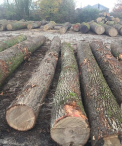 European Black Walnut