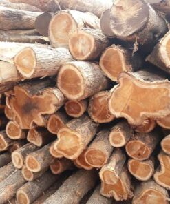 Burma Padauk Wood Logs